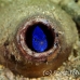 damsel_blue_bottle_muck_h_0705_png2280.jpg